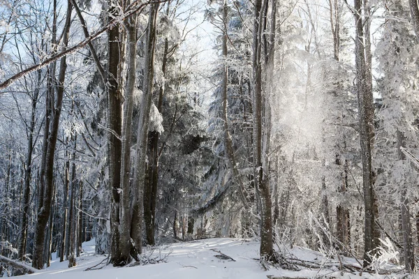 Зимние деревья в лесу — стоковое фото