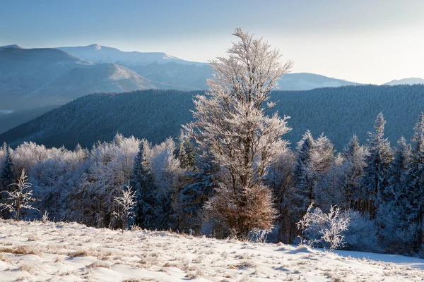 Paisaje invernal en Cárpatos — Foto de Stock