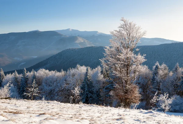 Paisaje invernal en Cárpatos — Foto de Stock