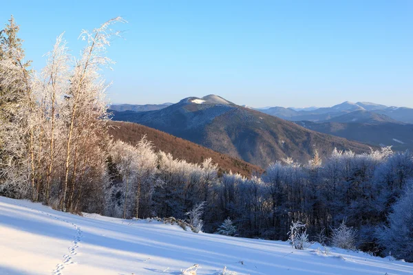 Paesaggio invernale nei Carpazi — Foto Stock