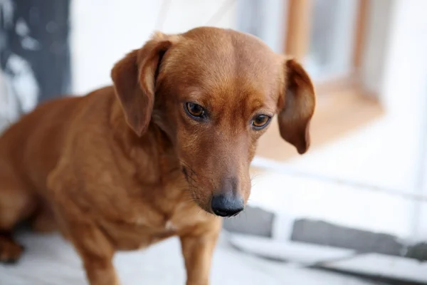Cute dachshund dog — Stock Photo, Image