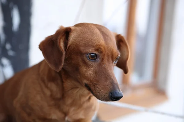 Cute dachshund dog — Stock Photo, Image