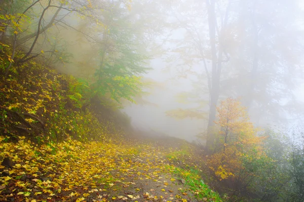 Faggeta in autunno — Foto Stock