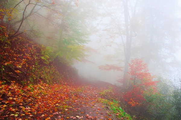 秋天的山毛榉林 — 图库照片