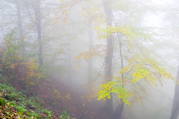 Beech forest in autumn — Stock Photo, Image