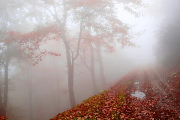 Beech forest in autumn — Stock Photo, Image