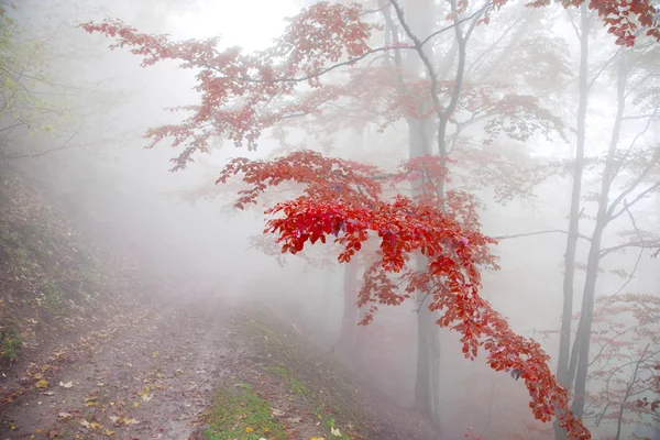 Beech forest in autumn — Stock Photo, Image