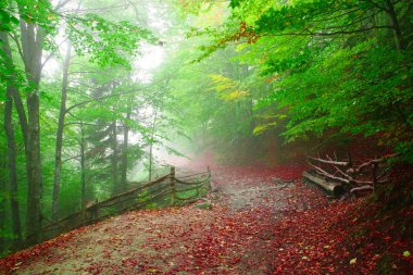 Sonbaharda kayın ormanı