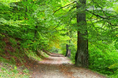 Sonbaharda kayın ormanı