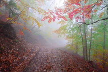 Sonbaharda kayın ormanı
