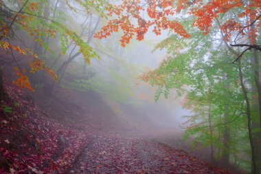 Sonbaharda kayın ormanı