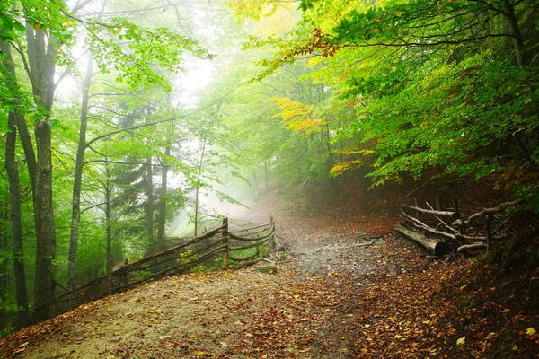 Floresta de faia no outono — Fotografia de Stock