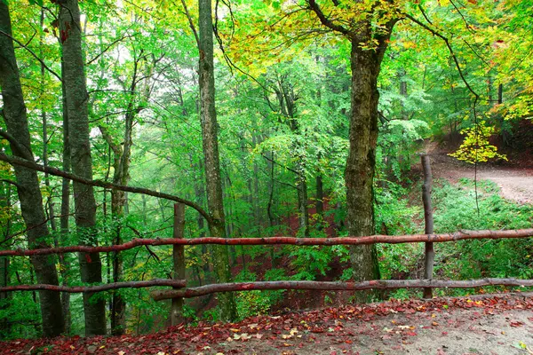 Las bukowy jesienią — Zdjęcie stockowe