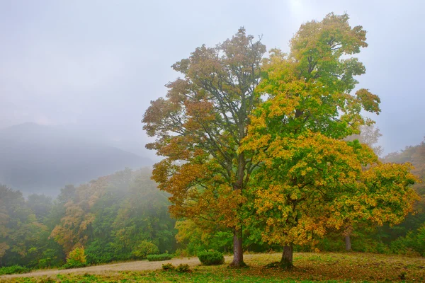 Bukový les na podzim — Stock fotografie