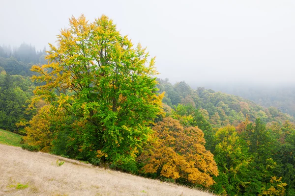 Bukový les na podzim — Stock fotografie