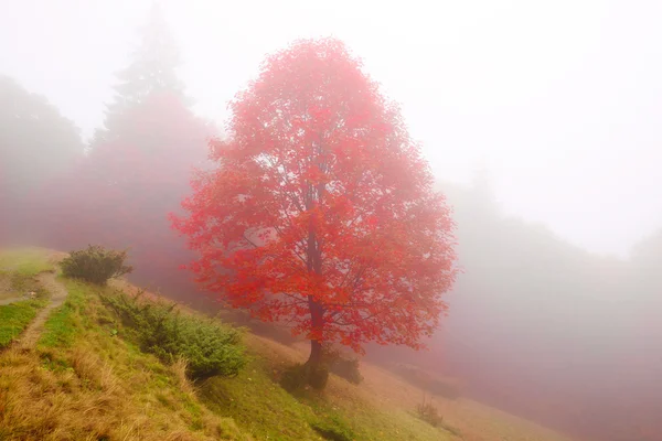 Sycamore outono no nevoeiro — Fotografia de Stock