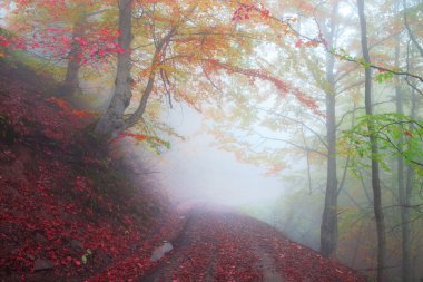Sonbaharda kayın ormanı