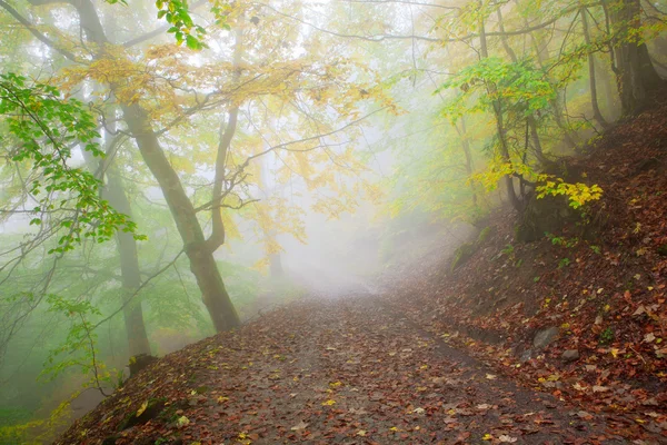 Beech forest in autumn — Stock Photo, Image