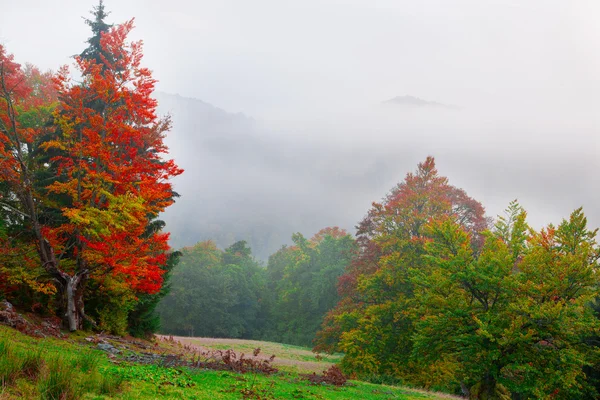 Bosque de haya en otoño — Foto de Stock