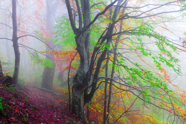 Floresta de faia no outono — Fotografia de Stock