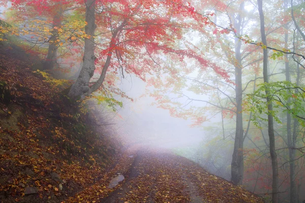 Beech forest in autumn — Stock Photo, Image