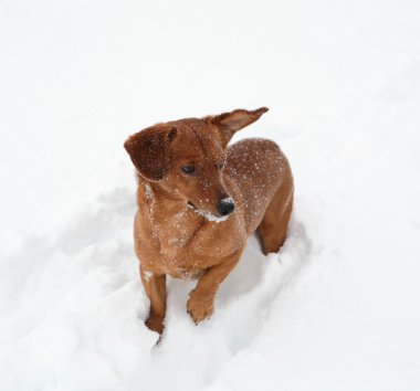 Köpek dachshund derin karda