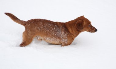Köpek dachshund derin karda