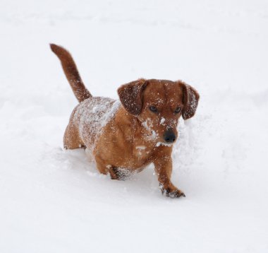 Köpek dachshund derin karda