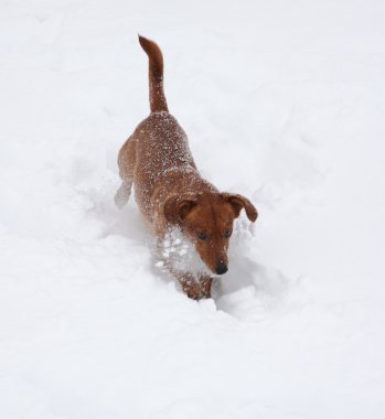 Köpek dachshund derin karda