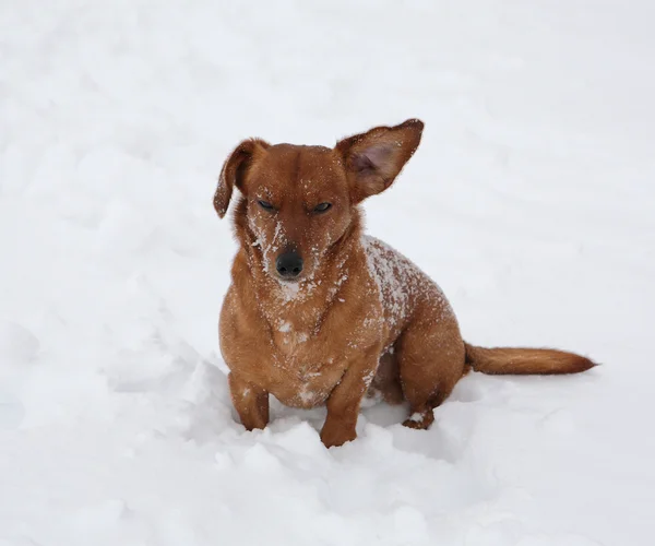 Dog dachshund in the deep snow — Stock Photo, Image