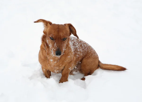 Dog dachshund in the deep snow — Stock Photo, Image