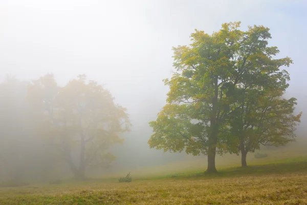 Beech trees in fog — Stock Photo, Image