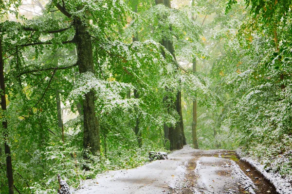 Schnee im herbstlichen Buchenwald — Stockfoto