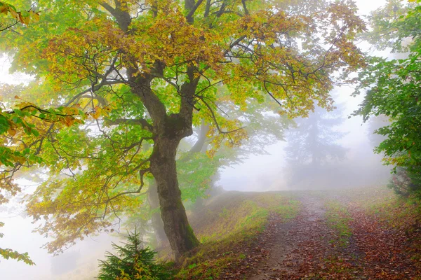 Sykomory we mgle — Zdjęcie stockowe
