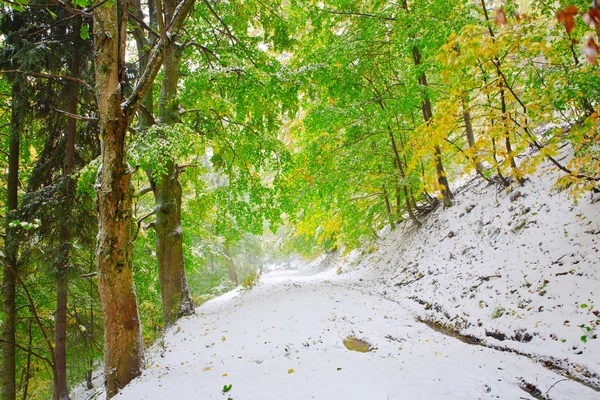 Neve no outono floresta de faia — Fotografia de Stock