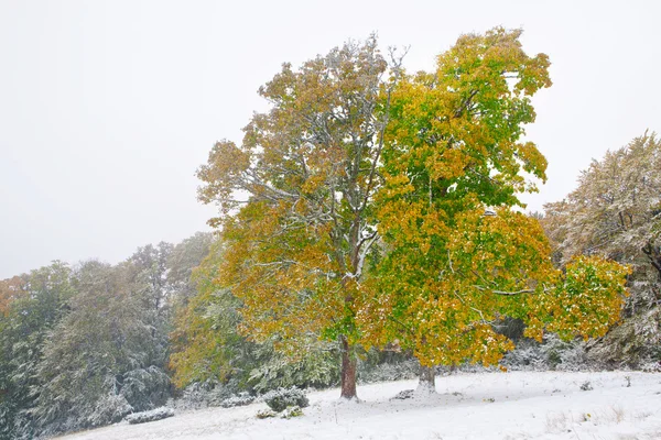 Neve no outono floresta de faia — Fotografia de Stock