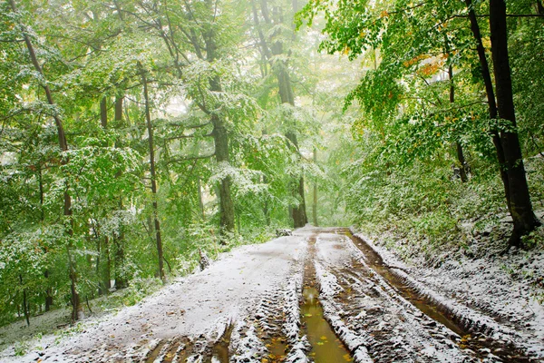 Neve no outono floresta de faia — Fotografia de Stock