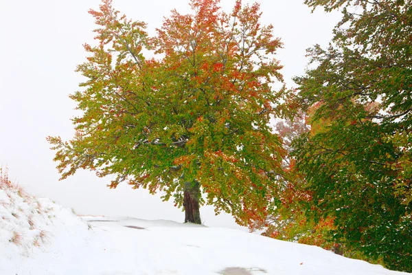 Neige en forêt de hêtres d'automne — Photo