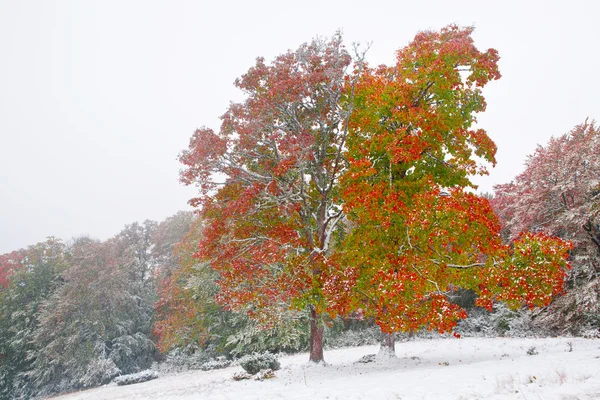 Neve no outono floresta de faia — Fotografia de Stock