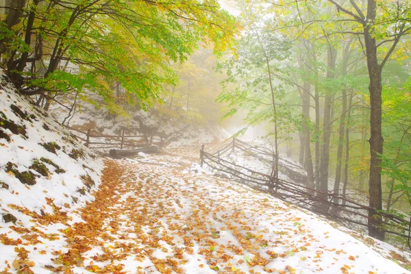 雪在秋天的山毛榉树林 — 图库照片