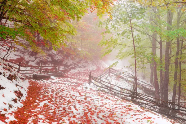 雪在秋天的山毛榉树林 — 图库照片