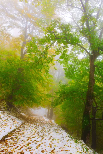 雪在秋天的山毛榉树林 — 图库照片