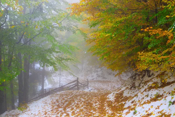 雪在秋天的山毛榉树林 — 图库照片