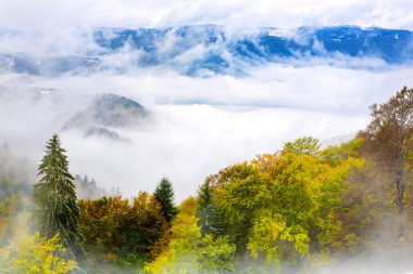 Karpatlar'ın sonbahar ormanda