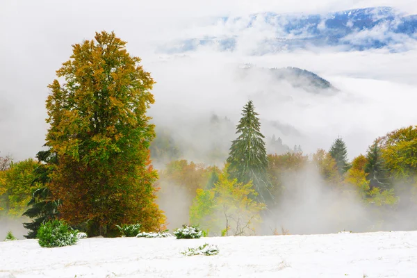Herbstwald in den Karpaten — Stockfoto