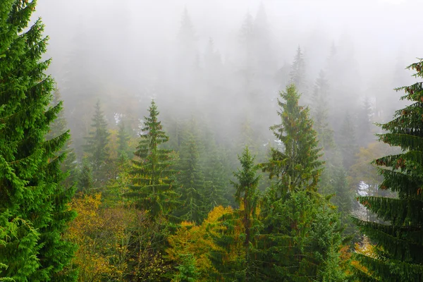 Spruces in carpathian mountains — Stock Photo, Image