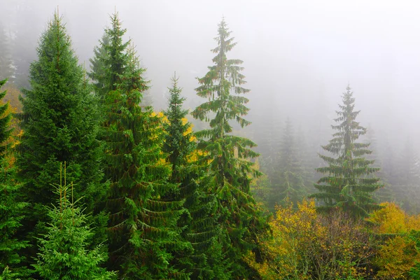 Spruces in carpathian mountains — Stock Photo, Image