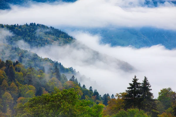 Bosque de otoño en las montañas Cárpatos — Foto de Stock