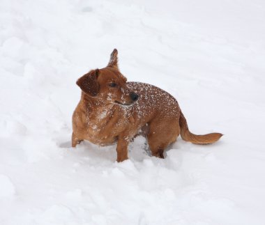 Karda oynarken dachshund