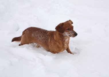 Karda oynarken dachshund
